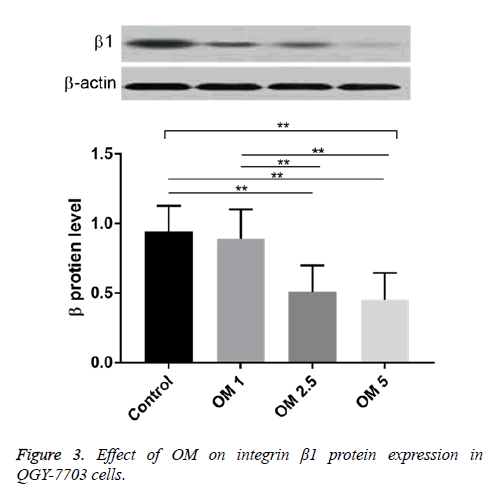 biomedres-protein-expression