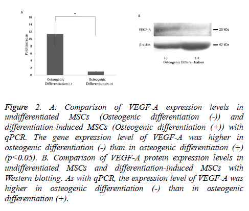 biomedres-protein-expression