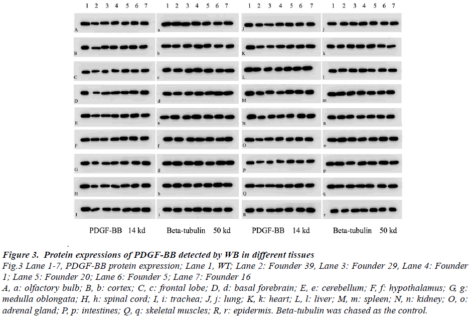 biomedres-protein-expressions