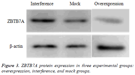 biomedres-protein-groups