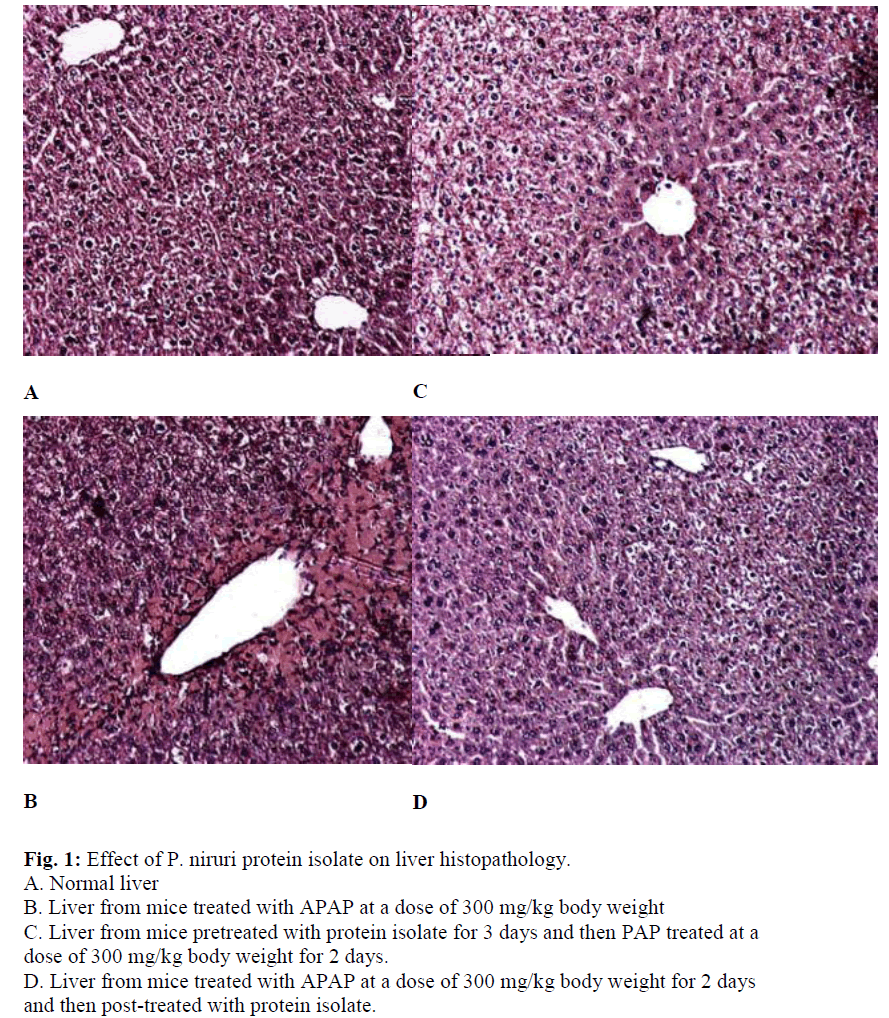 biomedres-protein-isolate