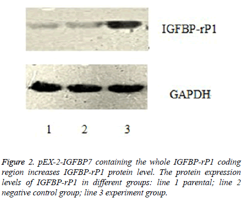 biomedres-protein-level