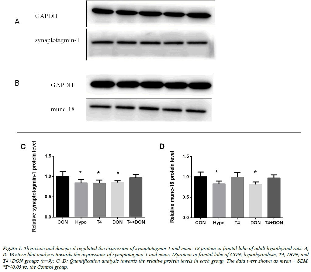 biomedres-protein-levels