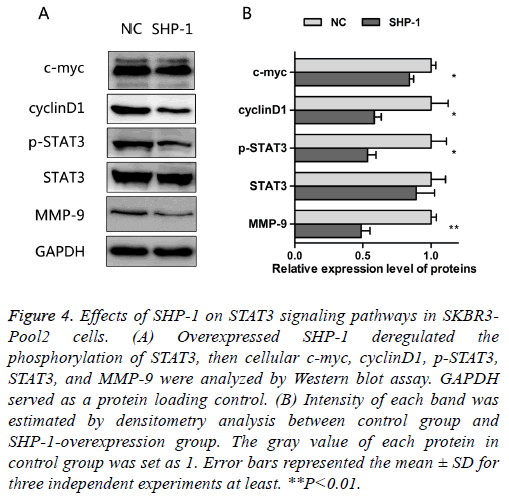 biomedres-protein-loading