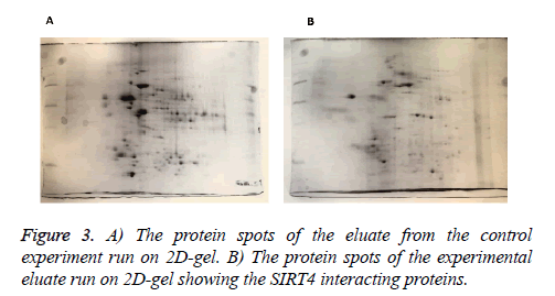 biomedres-protein-spots