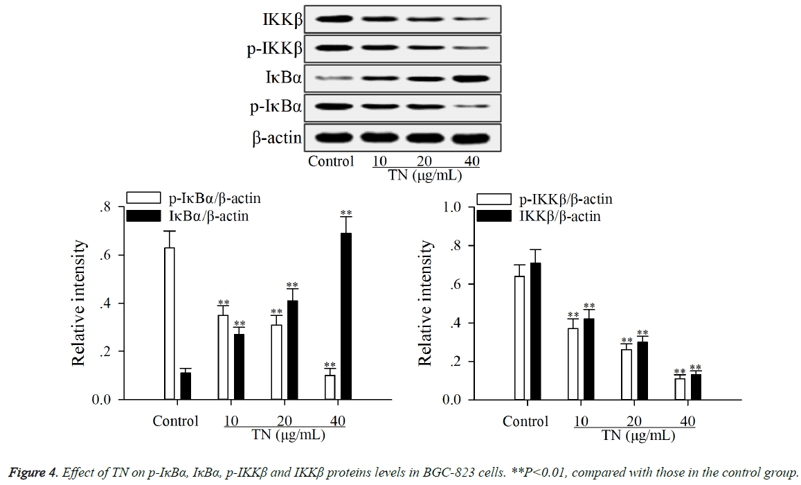 biomedres-proteins-levels-BGC