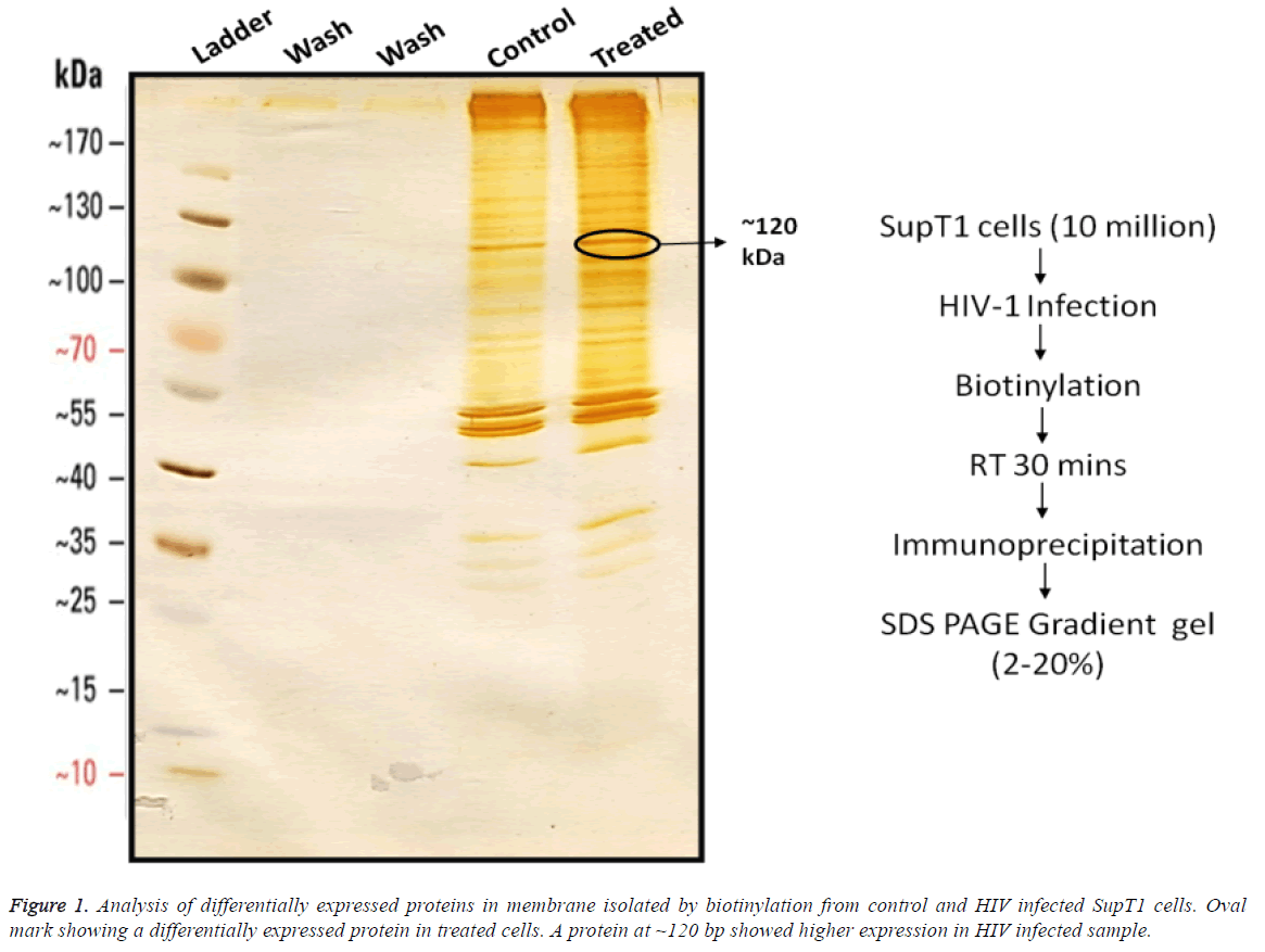 biomedres-proteins-membrane-isolated