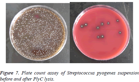 biomedres-pyogenes-suspension