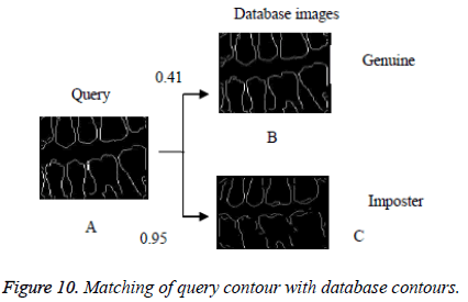 biomedres-query-contour