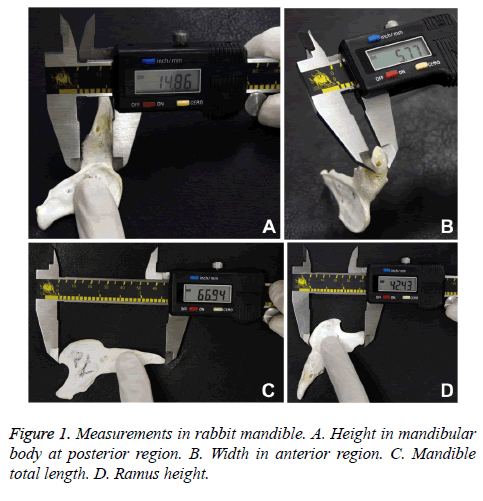 biomedres-rabbit-mandible