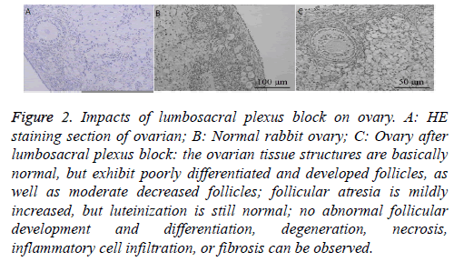 biomedres-rabbit-ovary