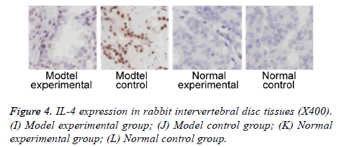 biomedres-rabbit-tissues