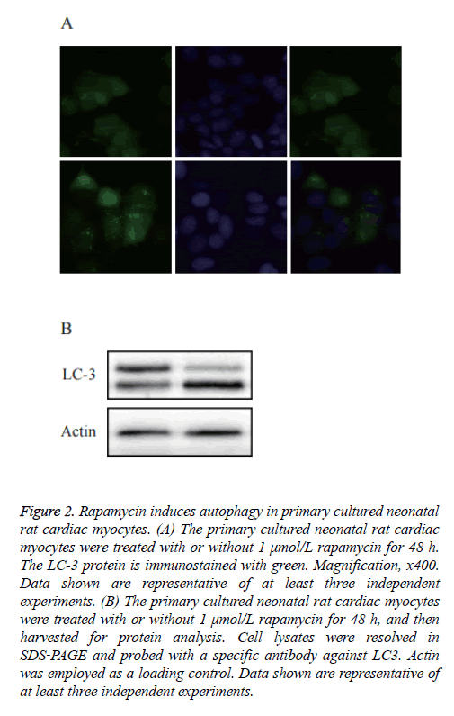 biomedres-rat-cardiac