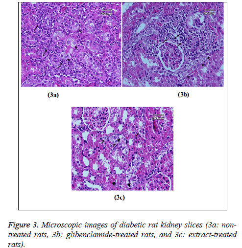 biomedres-rat-kidney