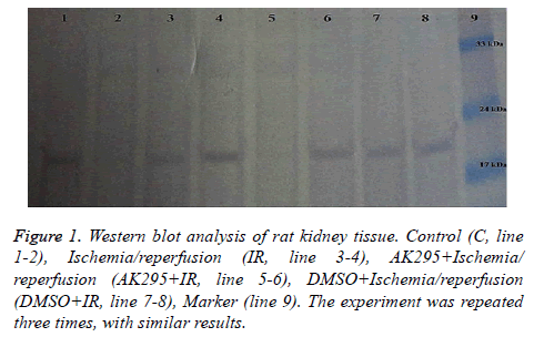 biomedres-rat-kidney