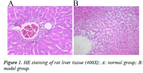 biomedres-rat-liver