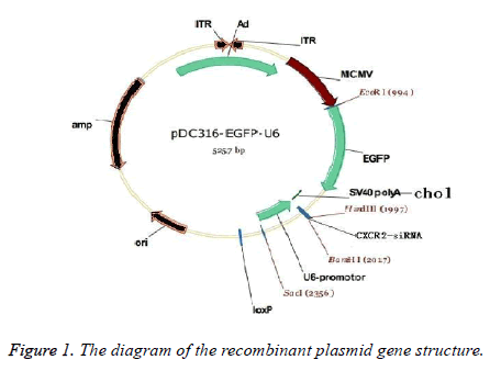 biomedres-recombinant-plasmid