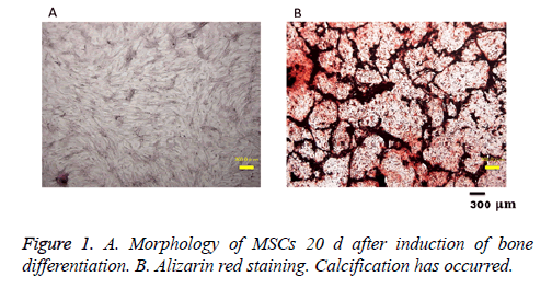 biomedres-red-staining