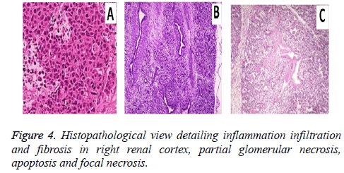 biomedres-renal-cortex