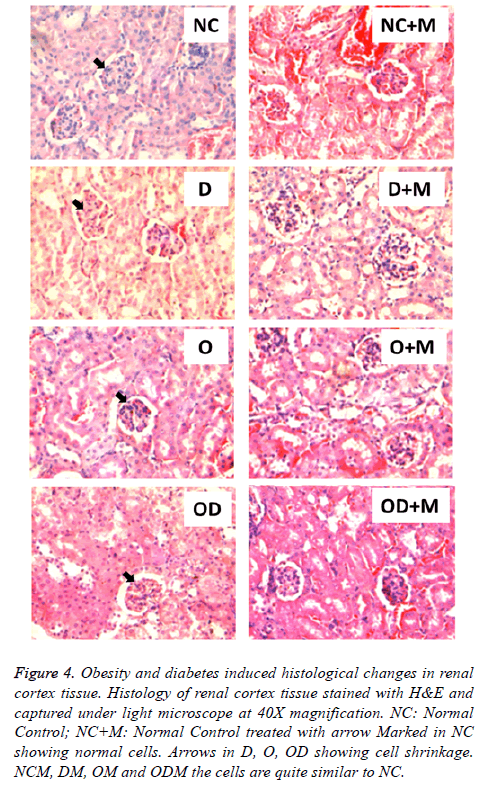 biomedres-renal-cortex