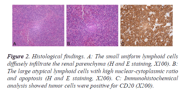 biomedres-renal-parenchyma