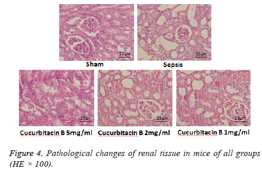 biomedres-renal-tissue