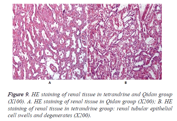 biomedres-renal-tissue