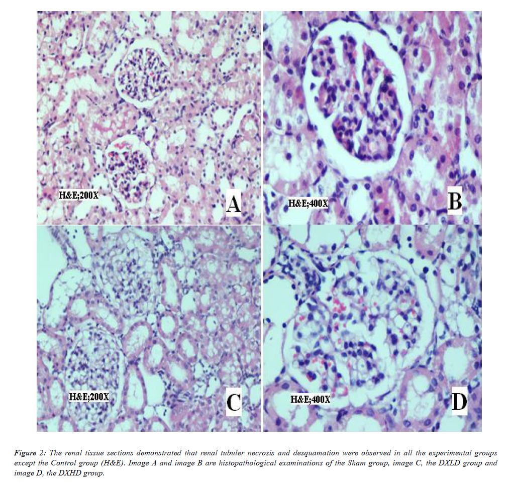 biomedres-renal-tissue-sections