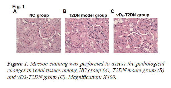 biomedres-renal-tissues