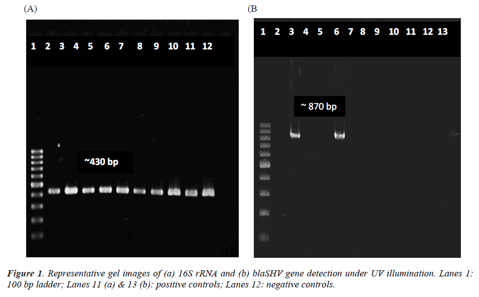 biomedres-representative-gel-images