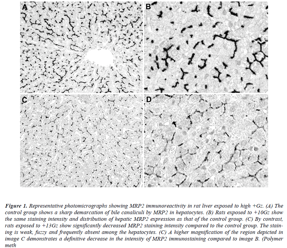 biomedres-representative-photomicrographs