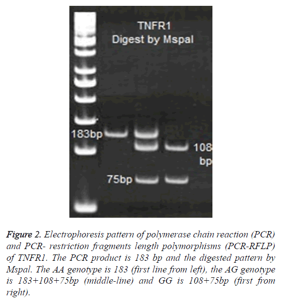 biomedres-restriction-fragments