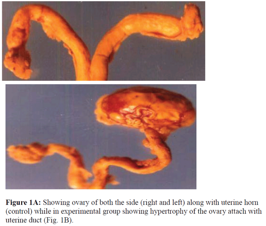 biomedres-right-left-uterine-horn-experimental