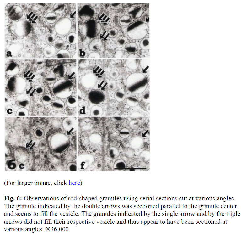 biomedres-rod-shaped-granules