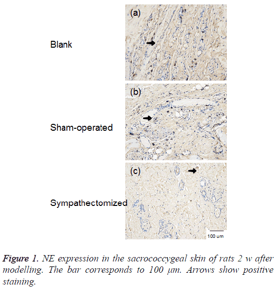 biomedres-sacrococcygeal-skin-rats