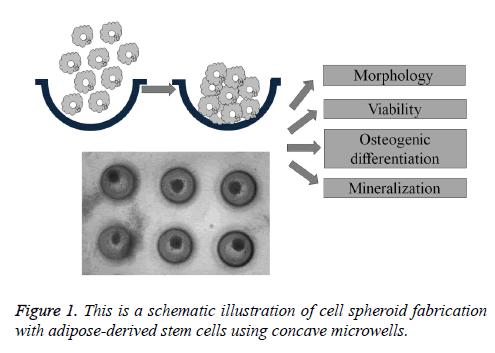 biomedres-schematic-illustration