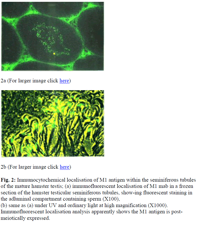 biomedres-seminiferous-tubules