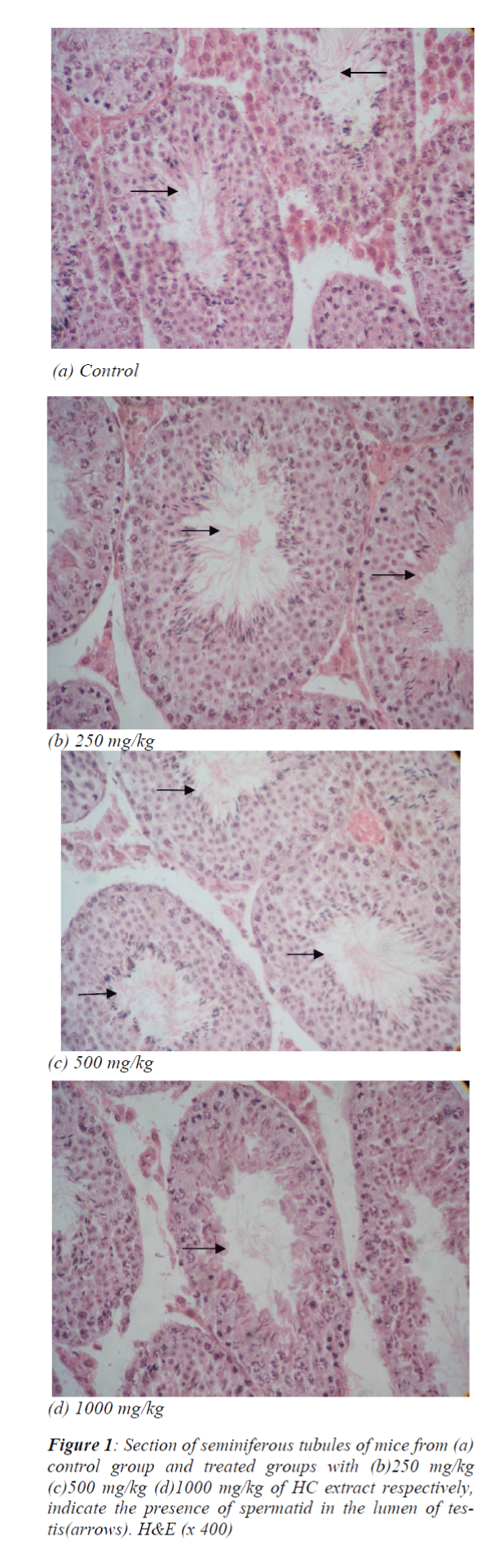 biomedres-seminiferous-tubules-mice