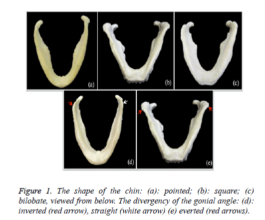 biomedres-shape-chin