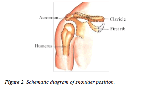 biomedres-shoulder-position