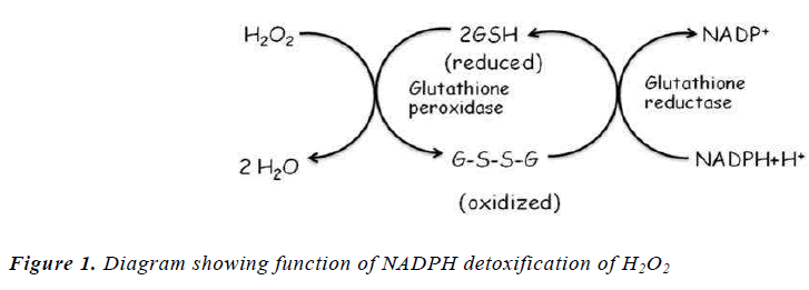 biomedres-showing-function