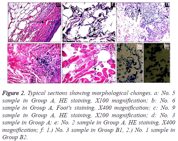 biomedres-showing-morphological-changes