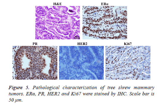 biomedres-shrew-mammary