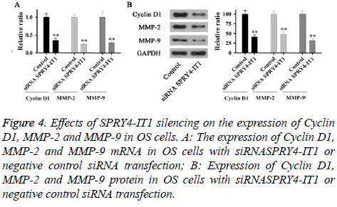 biomedres-siRNA-transfection