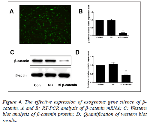 biomedres-signaling-activation