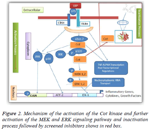 biomedres-signaling-pathway