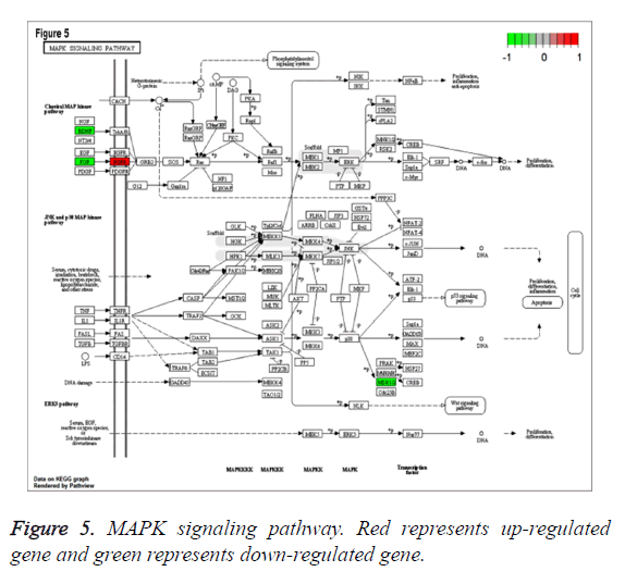 biomedres-signaling-pathway