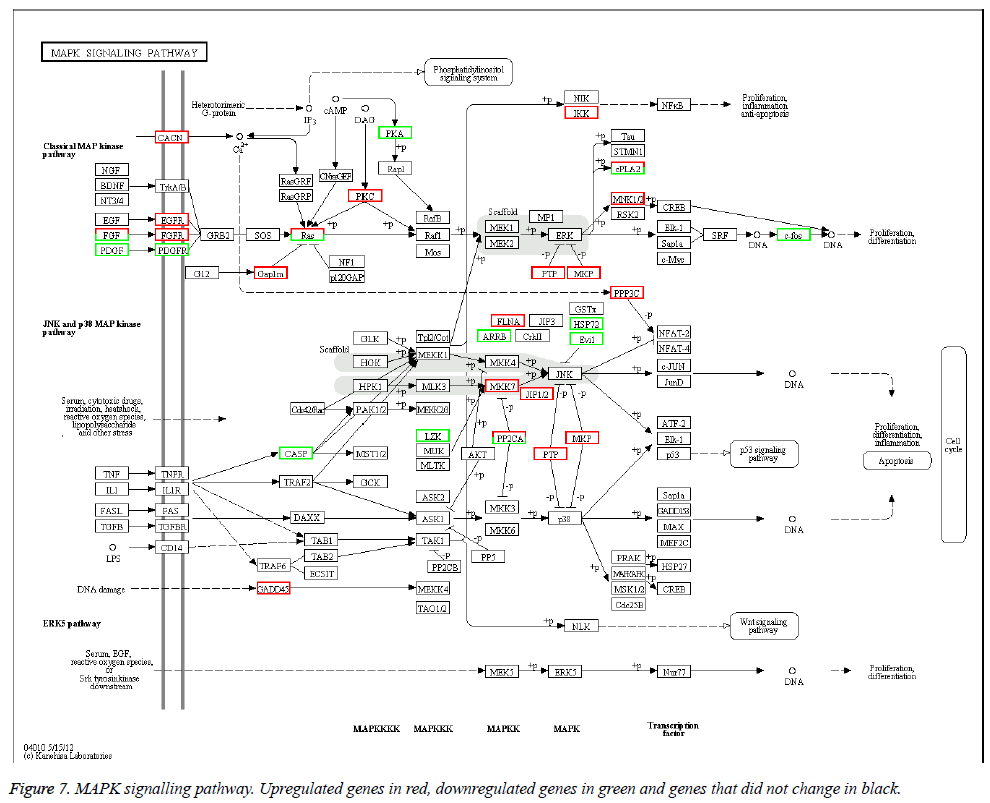 biomedres-signalling-pathway