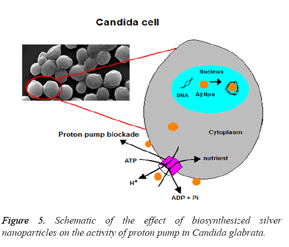 biomedres-silver-nanoparticles