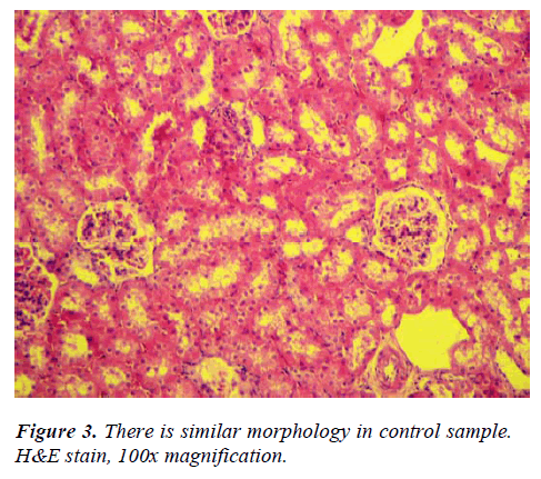 biomedres-similar-morphology